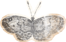 Weathered Historical Butterfly Cut-out